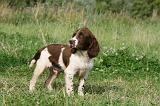 SPRINGER SPANIEL 045